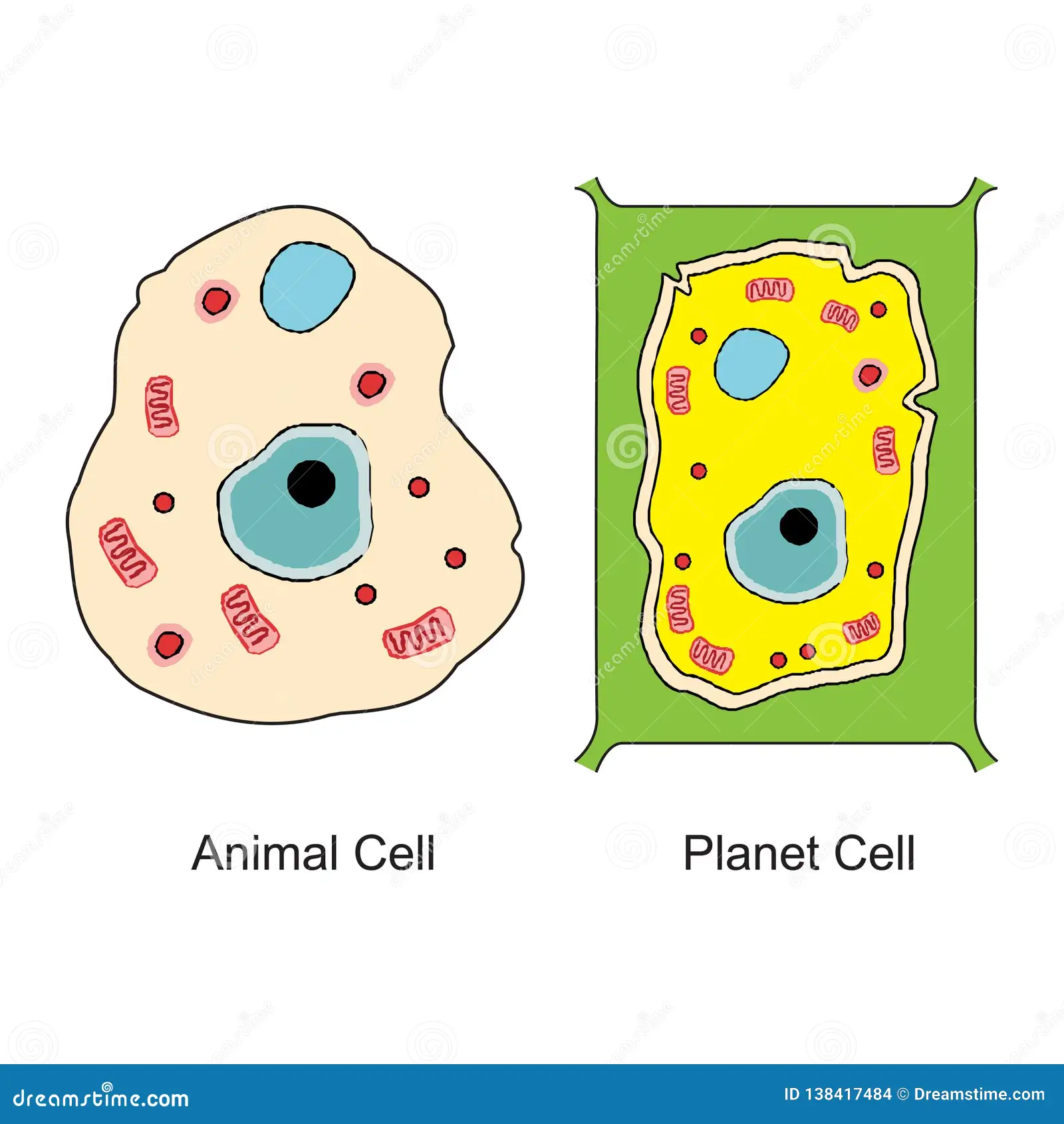 Φυτικό και ζωικό κύτταρο